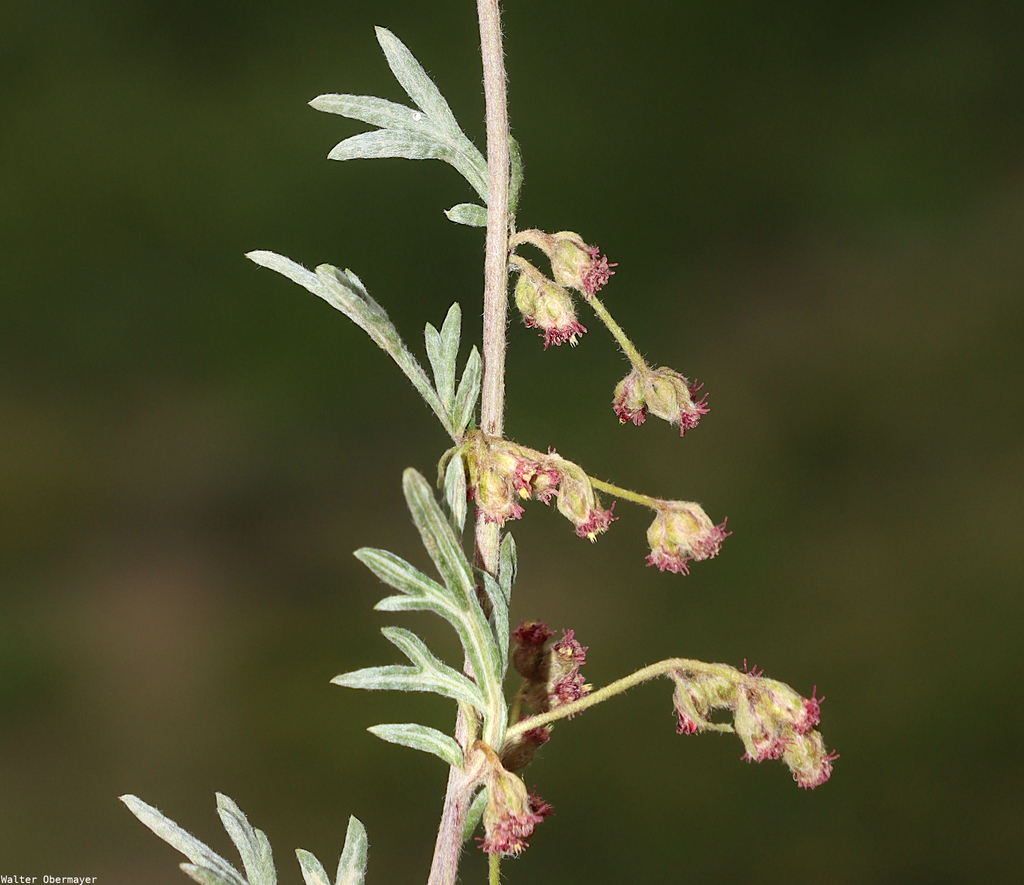 Artemisia moorcroftiana