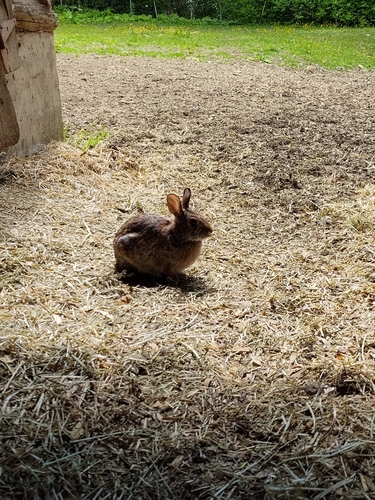 Appalachian Cottontail observed by woollyaphid