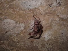 Spelungula cavernicola