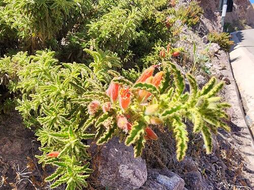 Malesherbia ardens