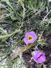 Calochortus flexuosus, photograph (c) glittergravel, some rights reserved (CC BY)