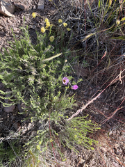 Calochortus flexuosus, photograph (c) glittergravel, some rights reserved (CC BY)