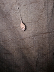 Spelungula cavernicola