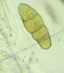 Pleomassaria carpini
