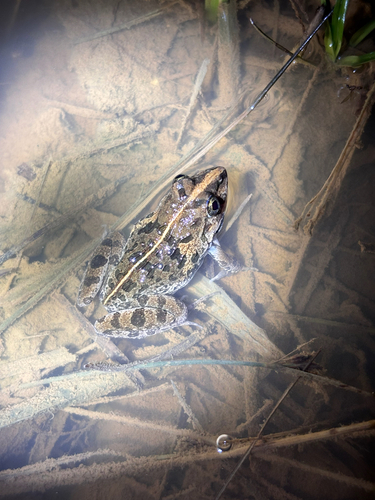 Fejervarya limnocharis