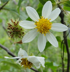 Montanoa leucantha