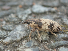 Bothynoderes affinis