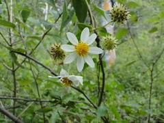 Montanoa leucantha