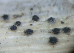 Stemphylium vesicarium