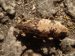 Bothynoderes affinis