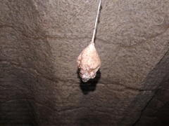 Spelungula cavernicola