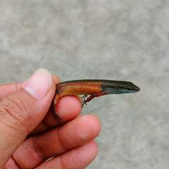 Aramia Rainbow Skink photo 5