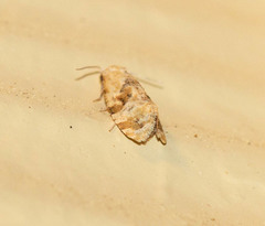 Cochylis