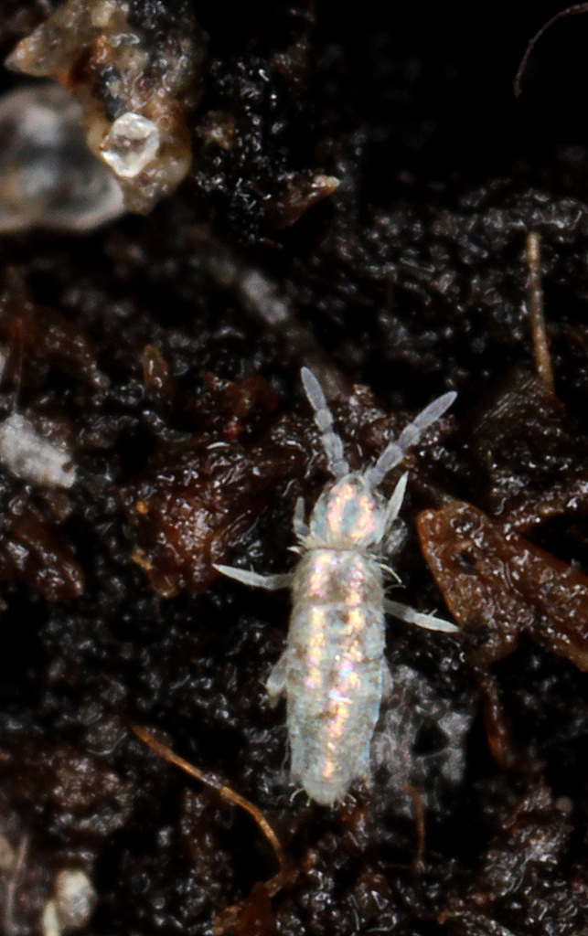 Pseudosinella alba