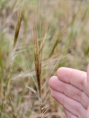 (c) fmunoz, some rights reserved (CC BY) Stipellula capensis, photograph (c) fmunoz, some rights reserved (CC BY)