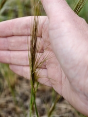 (c) fmunoz, some rights reserved (CC BY) Stipellula capensis, photograph (c) fmunoz, some rights reserved (CC BY)