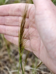 (c) fmunoz, some rights reserved (CC BY) Stipellula capensis, photograph (c) fmunoz, some rights reserved (CC BY)
