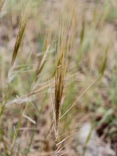 Stipellula capensis, photograph 6