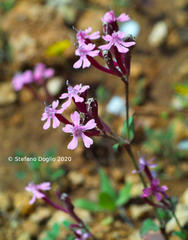 Silene aegyptiaca