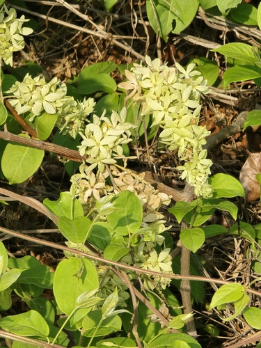 Getonia floribunda observed 2026-05-08