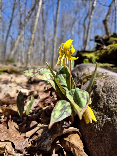 Yellow Trout Lily