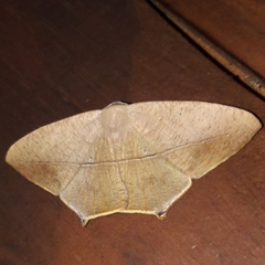 Prochoerodes onustaria