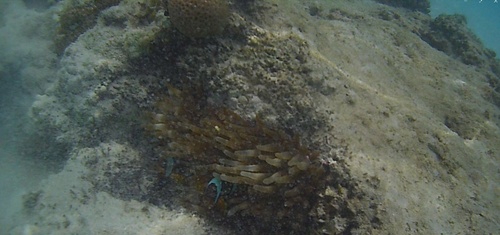 Red Sea Anemonefish — seen at this dive site