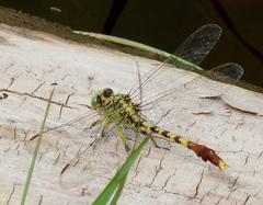 Arigomphus submedianus