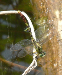 Arigomphus submedianus