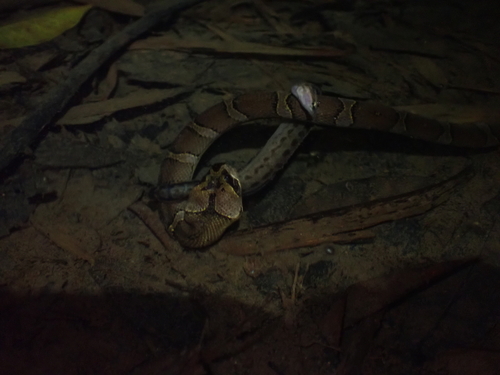 Puff-faced Water Snake