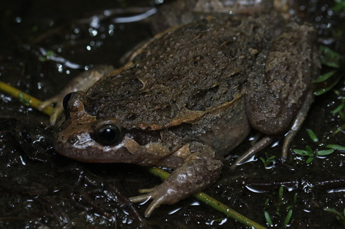 Iberian Painted Frog, photo 5 of 10