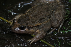 Iberian Painted Frog photo 5