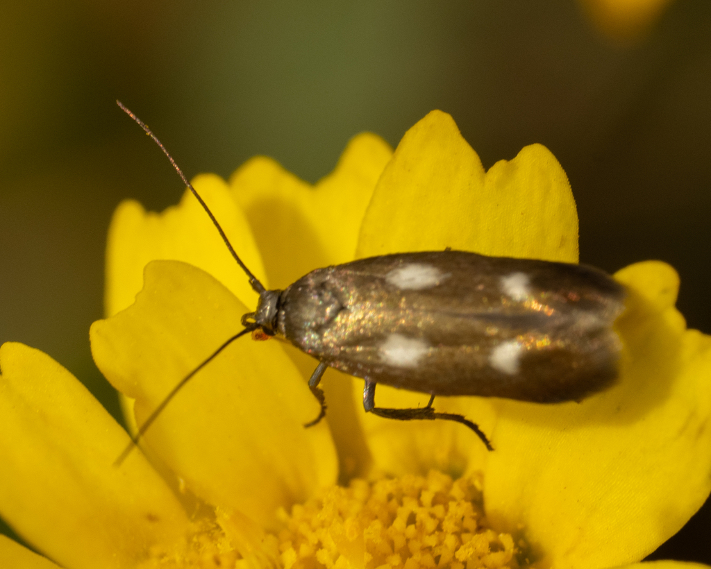 Scythris inclusella