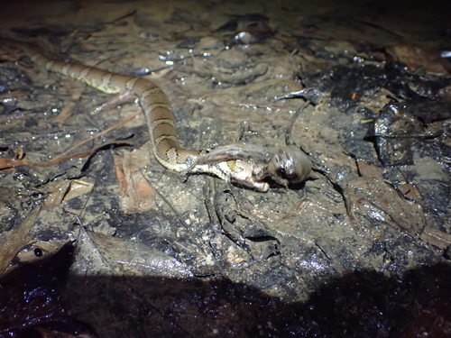 Puff-faced Water Snake