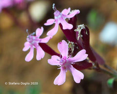 Silene aegyptiaca