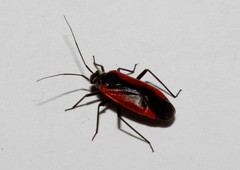 Dionconotus neglectus neglectus