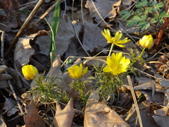 Adonis volgensis