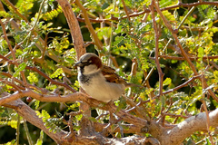 Passer domesticus