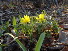 Adonis volgensis