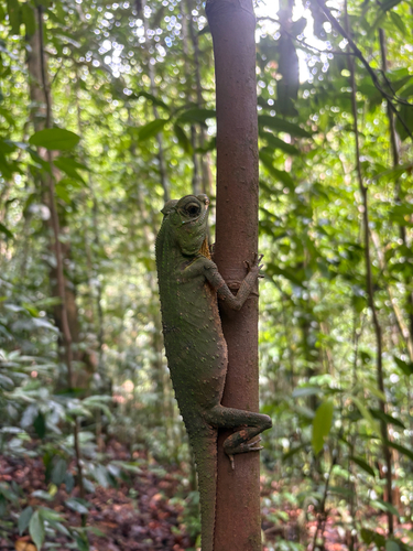 Hump Snout Lizard
