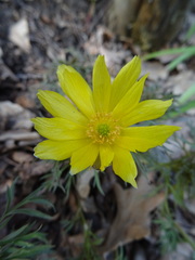 Adonis volgensis