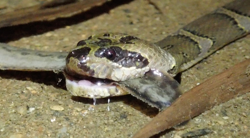 Puff-faced Water Snake