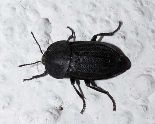 Obscure Carrion Beetle