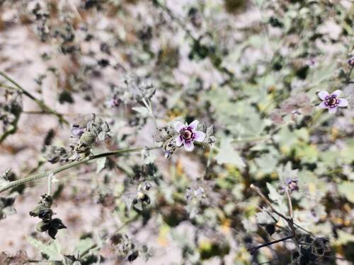 Tarasa operculata, photograph 5
