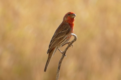 Haemorhous mexicanus