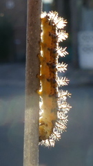 Acraea horta