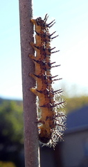 Acraea horta