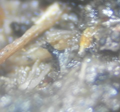 Podospora excentrica