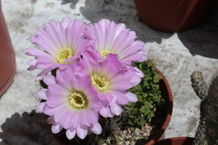 Acanthocalycium spiniflorum