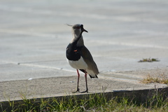 Vanellus chilensis